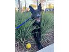 Adopt Chewy a Black - with White German Shepherd Dog / Mixed dog in Elk Grove