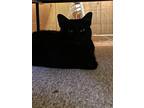 Adopt Spooky a Domestic Shorthair / Mixed (short coat) cat in Blountville
