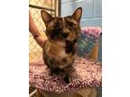 Adopt Yoshi a Domestic Shorthair / Mixed (short coat) cat in Saint Albans