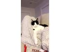Adopt Turk a Black & White or Tuxedo American Shorthair / Mixed (short coat) cat