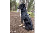 Adopt Jack a Black - with White Australian Shepherd / Mixed dog in Riverdale