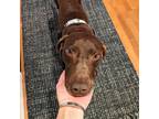 Adopt Annalisa a Brown/Chocolate - with White German Shorthaired Pointer / Mixed