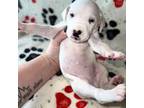 Dalmatian Puppy for sale in Claysville, PA, USA