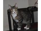 Adopt Ozzy a Tiger Striped Domestic Shorthair (short coat) cat in Parsons