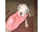 Dogo Argentino Puppy for sale in Reading, PA, USA