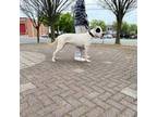 Dogo Argentino Puppy for sale in Wilmington, DE, USA