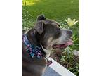 Zoey, American Staffordshire Terrier For Adoption In Denver, Colorado