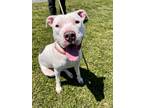 Adopt LOLA a White American Pit Bull Terrier / Mixed dog in Frederick