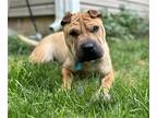 Adopt Duke a Tan/Yellow/Fawn Shar Pei / Mixed dog in Colorado Springs