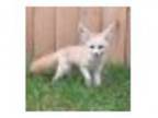 Foxy Cinco de Mayo at Endangered Wolf Center