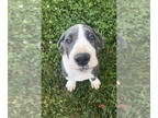 Great Dane PUPPY FOR SALE ADN-589337 - Gorgeous Great Danes in NC