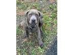Adopt Annette a White - with Gray or Silver Cane Corso dog in Kelowna
