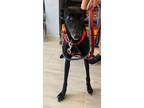 Adopt Maya a Black - with White Greyhound / Whippet / Mixed dog in Toronto