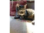 Adopt TIPPY (F) 8 YRS OLD DSH brown tabby a Manx, Domestic Short Hair