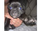 Adopt Night - Chug Pup a Black Pug / Terrier (Unknown Type
