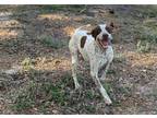 Adopt Lefty a Brown/Chocolate - with White Pointer / German Shorthaired Pointer
