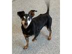 Adopt Jack a Tan/Yellow/Fawn - with Black Miniature Pinscher dog in