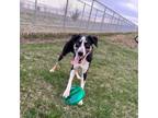 Adopt Thor a Black Border Collie / Mixed dog in Milford, IA (37847363)