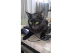 Adopt Kuro a All Black Bombay / Mixed (short coat) cat in Las Vegas