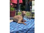 Adopt Jezzy a Brown/Chocolate - with Tan Doberman Pinscher / Mixed dog in Reno