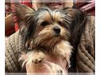 Yorkshire Terrier PUPPY FOR SALE ADN-590125 - Female Yorkshire Terrier AKC