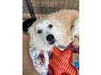 Adopt Ralphie a Mixed Breed, Cairn Terrier