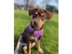 Adopt Mocha a Brown/Chocolate Rottweiler / Mixed dog in West Allis