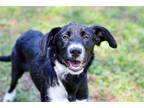 Adopt PUPPY LIVIE a Black Labrador Retriever / Mixed dog in Norfolk