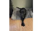 Adopt Biskit a Black - with White Pitsky / Jack Russell Terrier / Mixed dog in