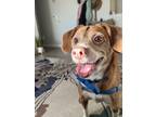 Adopt Chip a Red/Golden/Orange/Chestnut - with White Beagle / Jack Russell
