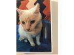 Adopt Grace a White Abyssinian / Mixed (medium coat) cat in Smithsburg