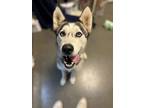 Adopt London a Siberian Husky, Mixed Breed