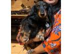 Adopt Mishka a Dachshund