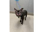 Adopt XENIO a Pit Bull Terrier, Boston Terrier