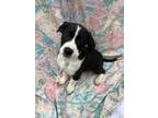 Adopt Johnny a Black Labrador Retriever, Collie