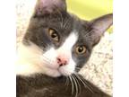 Adopt Tucker a Domestic Short Hair