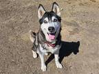 Adopt LEO a Black Alaskan Malamute / Mixed dog in Tustin, CA (37861128)