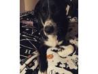 Adopt Ziggy a Black - with White Border Collie / Great Pyrenees / Mixed dog in
