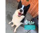Adopt Oreo a White - with Black Border Collie / Mixed Breed (Medium) / Mixed dog