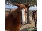 Adopt Louise a Mustang / Mixed horse in Las Vegas, NV (37866526)