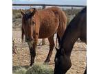 Adopt Thelma a Mustang / Mixed horse in Las Vegas, NV (37866525)