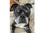 Adopt Emma - Adoption Pending a Brindle Boston Terrier / Pug dog in Kelowna