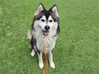 Adopt MING a Black Alaskan Malamute / Mixed dog in Tustin, CA (37861096)