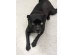 Adopt Bentley a Black Boxer / Pug / Mixed dog in Rio Rancho, NM (37861142)
