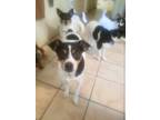Adopt Perry a Black - with White Rat Terrier / Mixed dog in Monroe