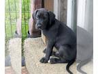 Great Dane PUPPY FOR SALE ADN-590953 - Great Dane Puppies
