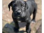 Great Dane PUPPY FOR SALE ADN-590954 - Great Dane Puppies