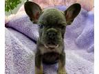 French Bulldog PUPPY FOR SALE ADN-590781 - Gorgeous French Bulldog