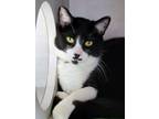 Adopt Dante a Black & White or Tuxedo Domestic Shorthair (short coat) cat in