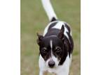 Adopt Joe - Bonded With Ed a Rat Terrier / Mixed dog in Howey in the Hills
